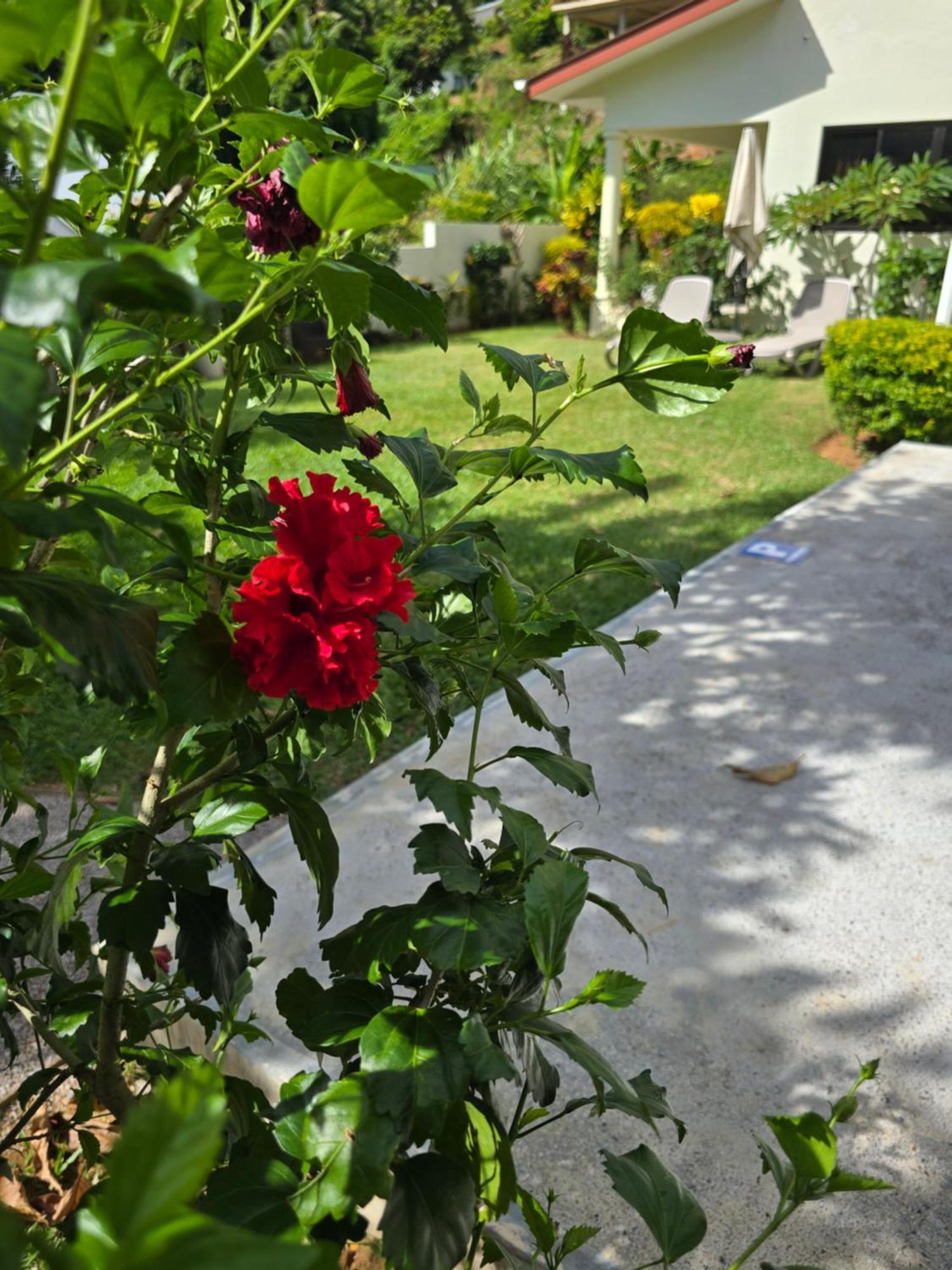 Emma'S Guest House And Self-Catering Au Cap Exteriör bild